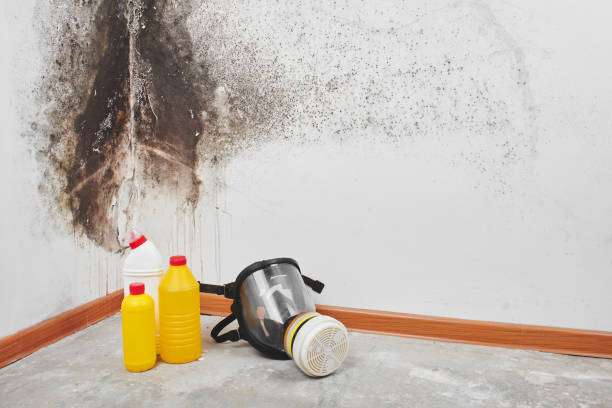 Best Mold Damage Repair  in Travis Ranch, TX