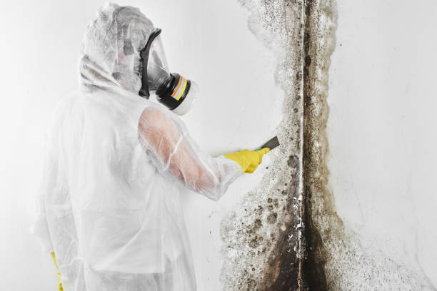 Trusted Travis Ranch, TX Mold Removal Experts