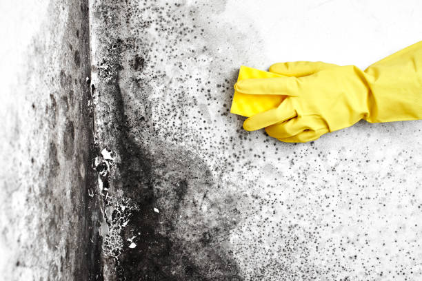 Best Residential Mold Removal  in Travis Ranch, TX