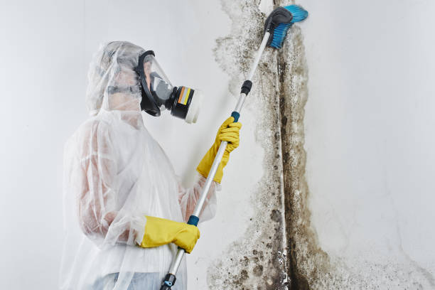 Best Same-Day Mold Removal  in Travis Ranch, TX