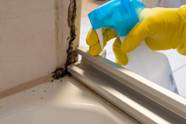 Best Mold Removal Near Me  in Travis Ranch, TX