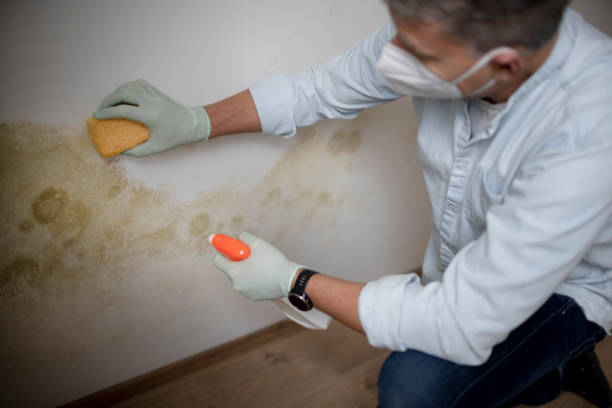 Best Home Mold Removal  in Travis Ranch, TX