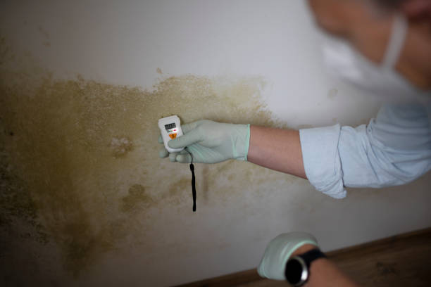 Best Certified Mold Removal  in Travis Ranch, TX