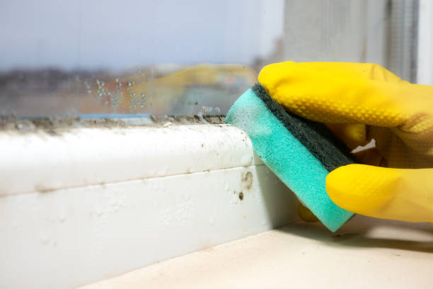 Best Mold Removal Company Near Me  in Travis Ranch, TX