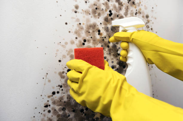  Travis Ranch, TX Mold Removal Pros