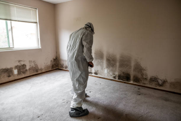 Best Toxic Mold Removal  in Travis Ranch, TX