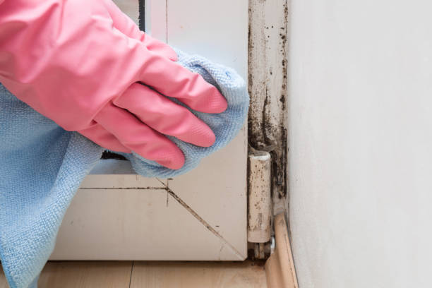 Best Mold Cleaning Services  in Travis Ranch, TX