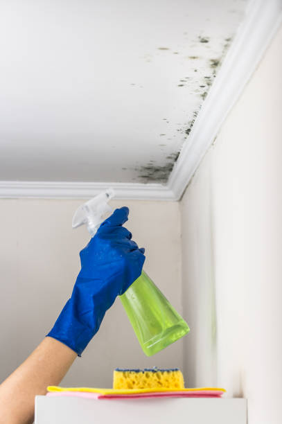 Best Local Mold Removal Service  in Travis Ranch, TX